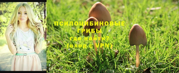 PSILOCYBIN Богородицк